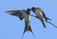 Qaranquş ömrü qaranqus-omru-qaranqush