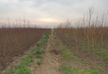 Zərdabda baramaçılıq üçün möhkəm yem bazası yaradılır Zərdab rayonu baramaciliq