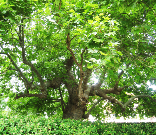 Əsir ağacın hekayəti esir agacin hekayeti