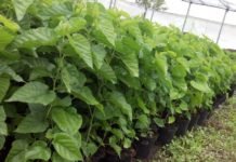 Zərdabda 20 mindən çox tut tingi əkilib tut-tingi