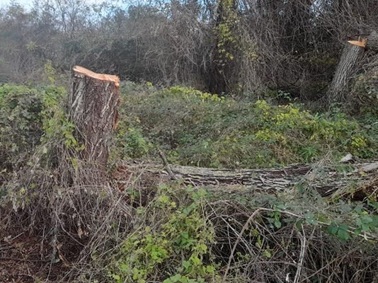 Zərdabda irigövdəli ağacların məhvində şübhəli bilinən şəxs tutuldu – FOTOLAR zerdab-agackesme