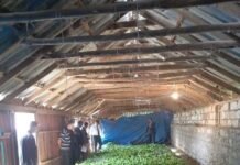 Bu il də ən çox barama tədarükü Zərdab rayonunda aparılıb barama-zerdab.png