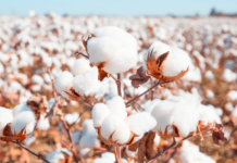 Pambıq yetişdirənlərə 210 manat subsidiya veriləcək