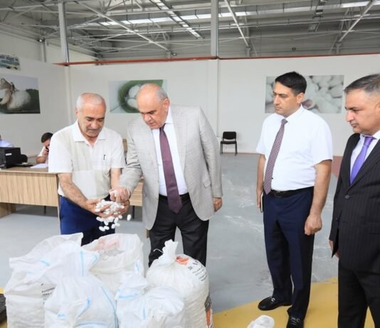 Zərdabda barama tədarükünə başlanıldı – FOTOLAR zerdab-barama2